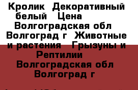 Кролик  Декоративный белый › Цена ­ 3 000 - Волгоградская обл., Волгоград г. Животные и растения » Грызуны и Рептилии   . Волгоградская обл.,Волгоград г.